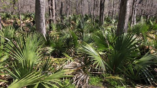 Sabal minor