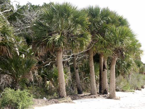 Sabal palmetto (Caribbean Cabbage palm) — photo