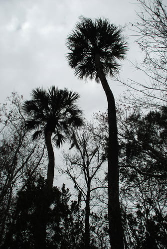 Sabal palmetto (Caribbean Cabbage palm) — photo
