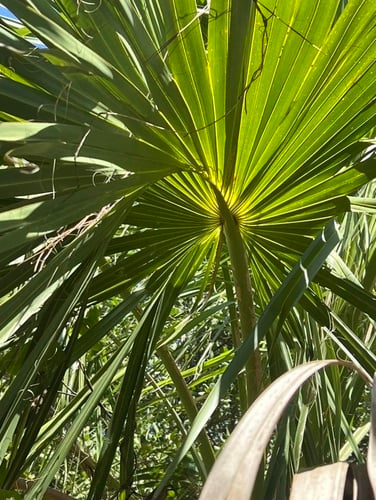 Sabal palmetto