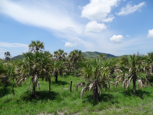 Sabal pumos (Pumos) — photo