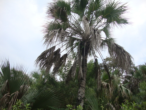 Sabal pumos (Pumos) — photo