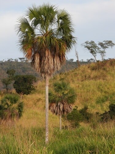 Sabal rosei (Palma de llano) — photo