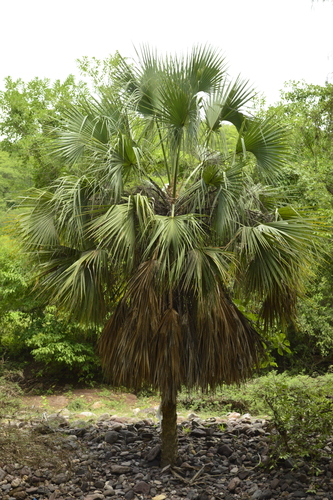 Sabal rosei