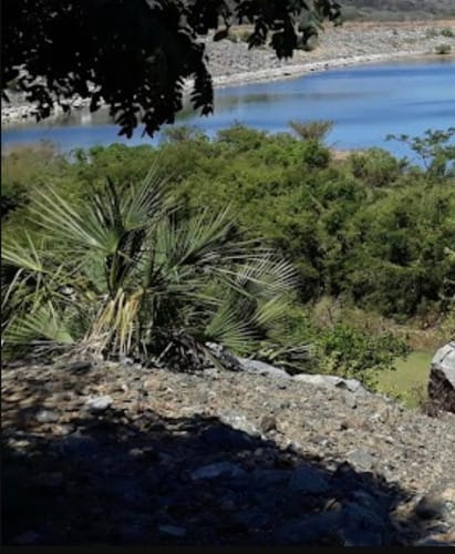 Sabal rosei (Palma de llano) — photo