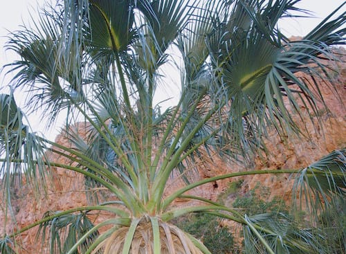 Sabal uresana (Palma blanca) — photo