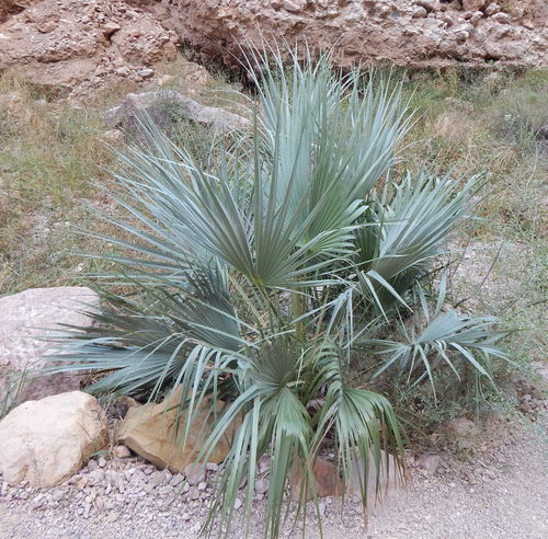 Sabal uresana