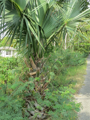 Sabal yapa