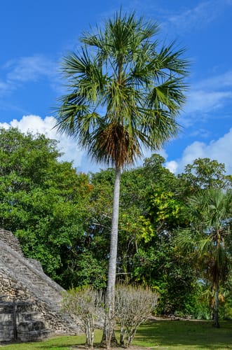 Sabal yapa (Japa palmetto) — photo