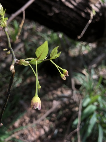 Sabia campanulata subsp. ritchieae — photo