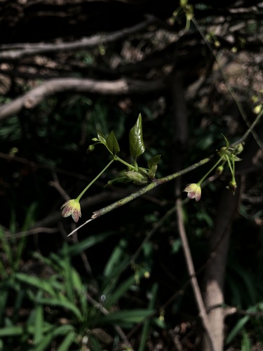 Sabia campanulata subsp. ritchieae — photo