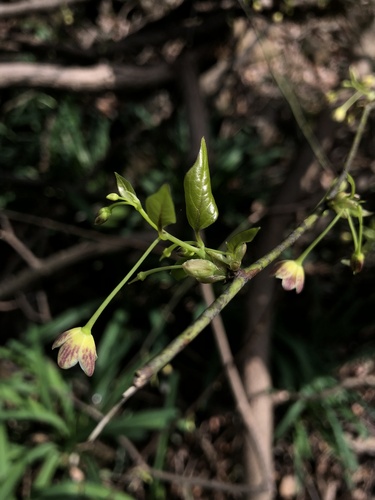 Sabia campanulata subsp. ritchieae