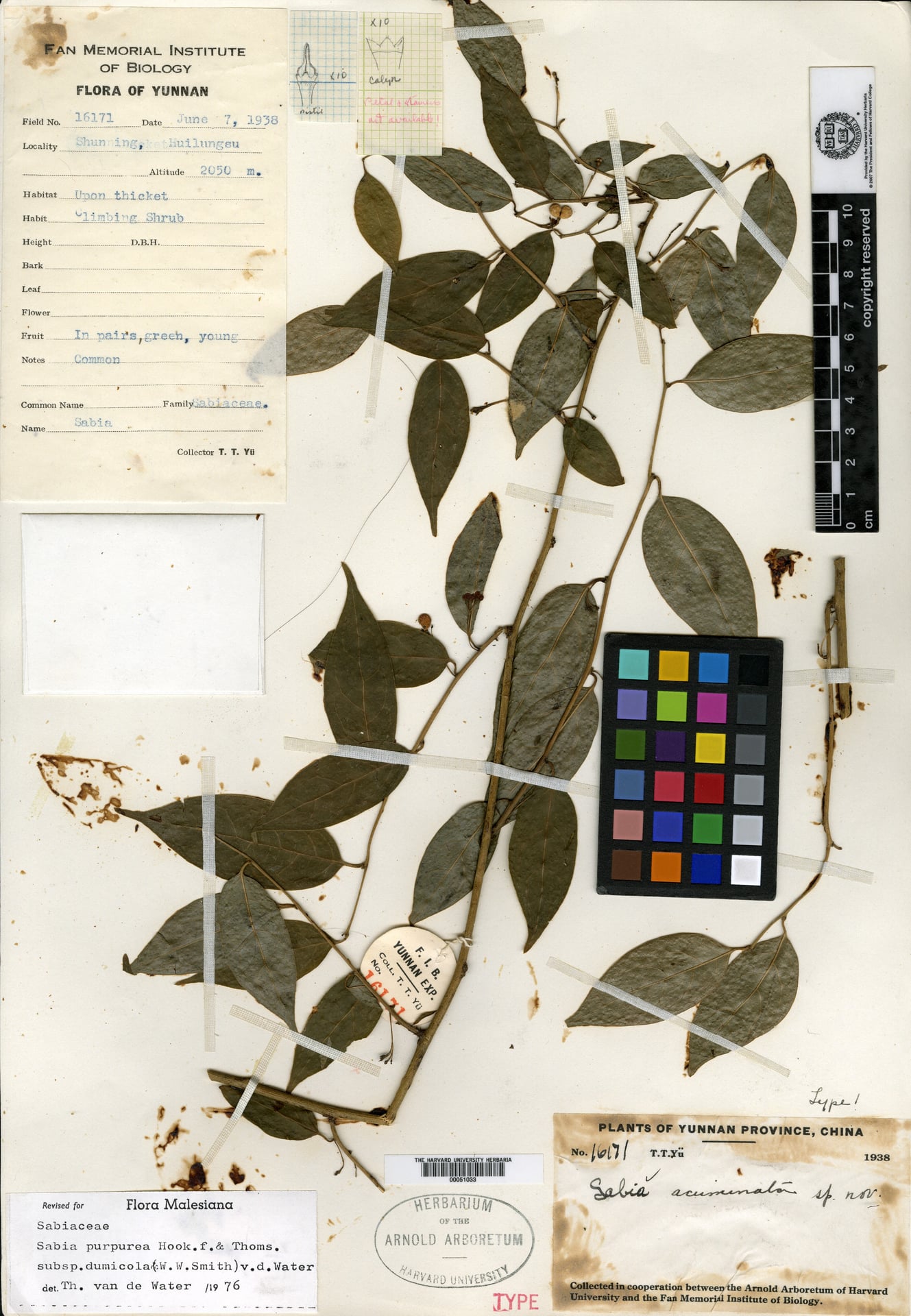 Sabia purpurea