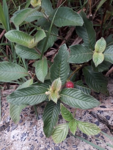 Sabicea amazonensis — photo