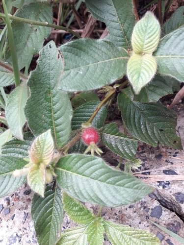 Sabicea amazonensis
