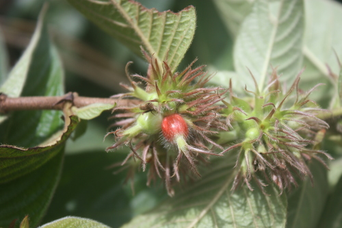 Sabicea brevipes