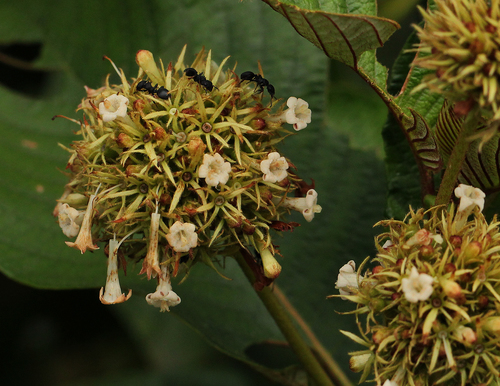 Sabicea johnstonii
