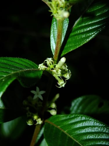 Sabicea panamensis — photo