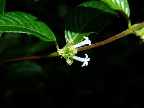 Sabicea panamensis — photo