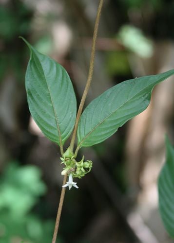 Sabicea panamensis