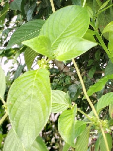 Sabicea villosa — photo