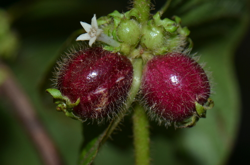 Sabicea villosa