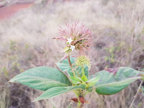 Sabicea vogelii — photo