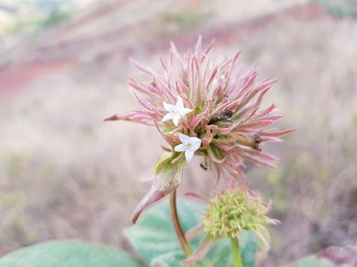Sabicea vogelii