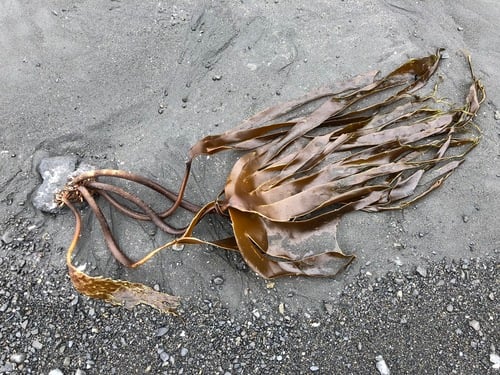 Saccharina dentigera