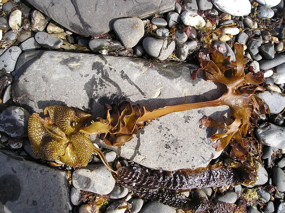 Saccharina polyschides