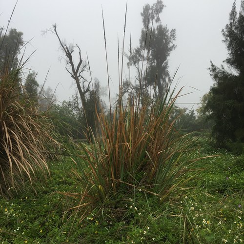 Saccharum arundinaceum (Teberau) — photo