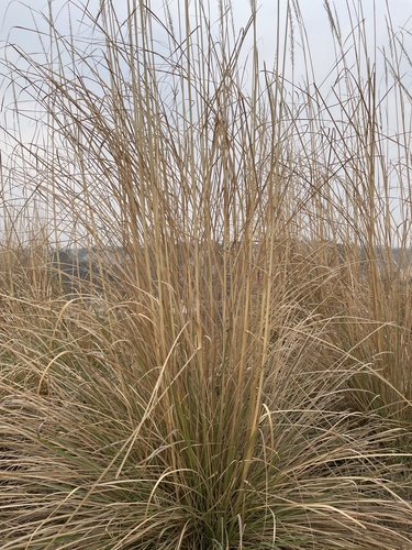 Saccharum bengalense (Penreed grass) — photo