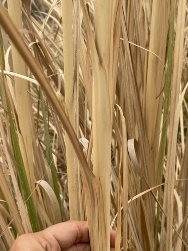 Saccharum bengalense (Penreed grass) — photo