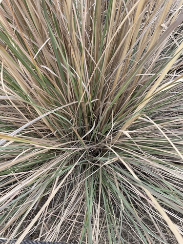 Saccharum bengalense