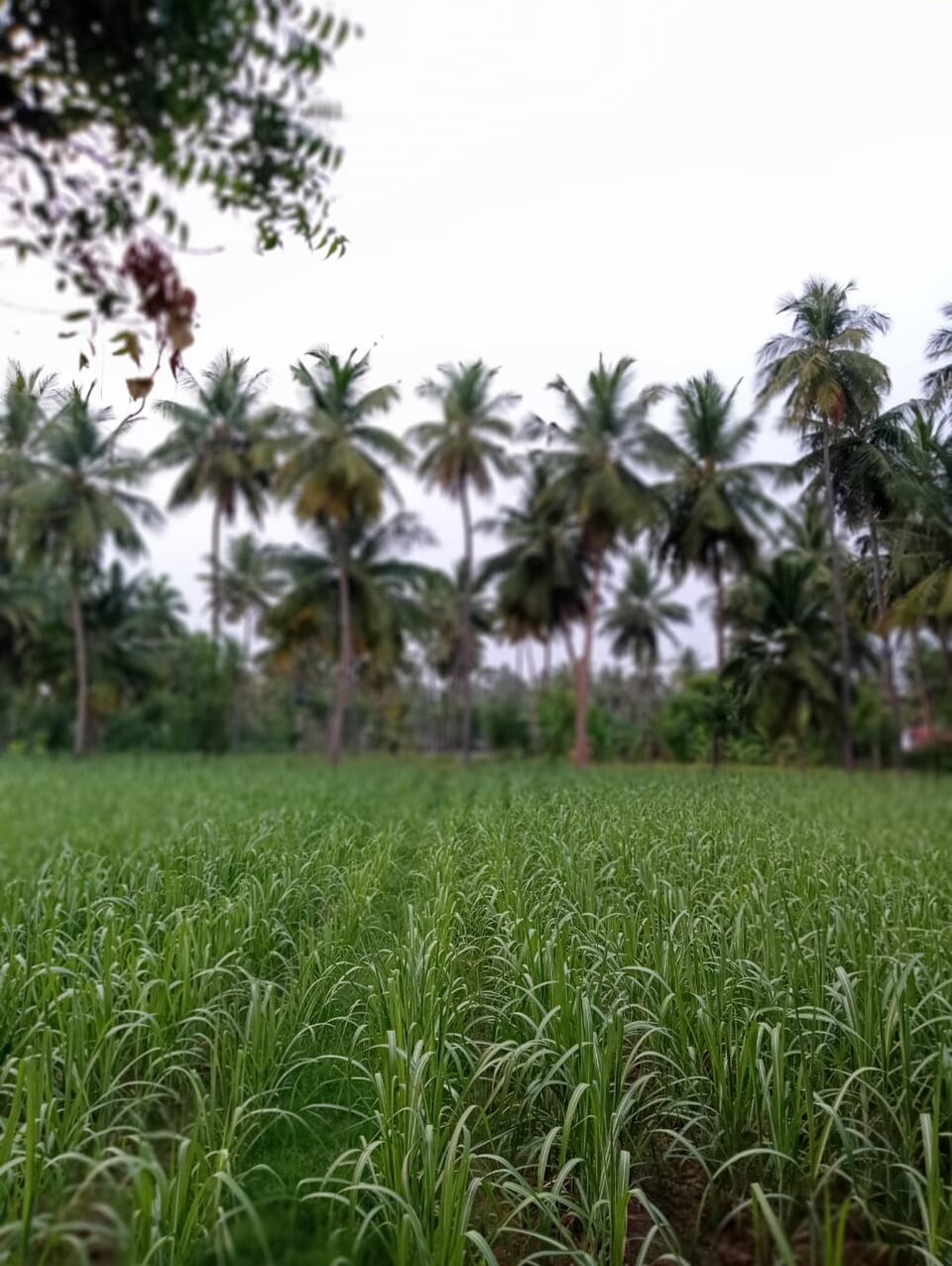 Saccharum edule (Long pitpit) — photo
