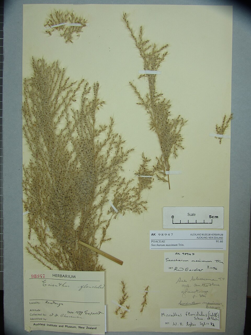 Saccharum maximum