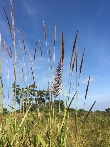 Saccharum narenga