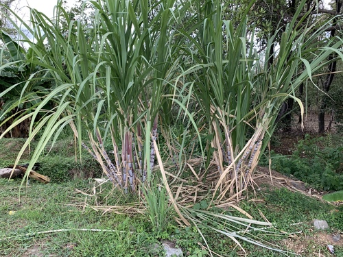 Saccharum officinarum (Sugarcane) — photo