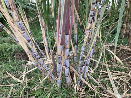 Saccharum officinarum (Sugarcane) — photo