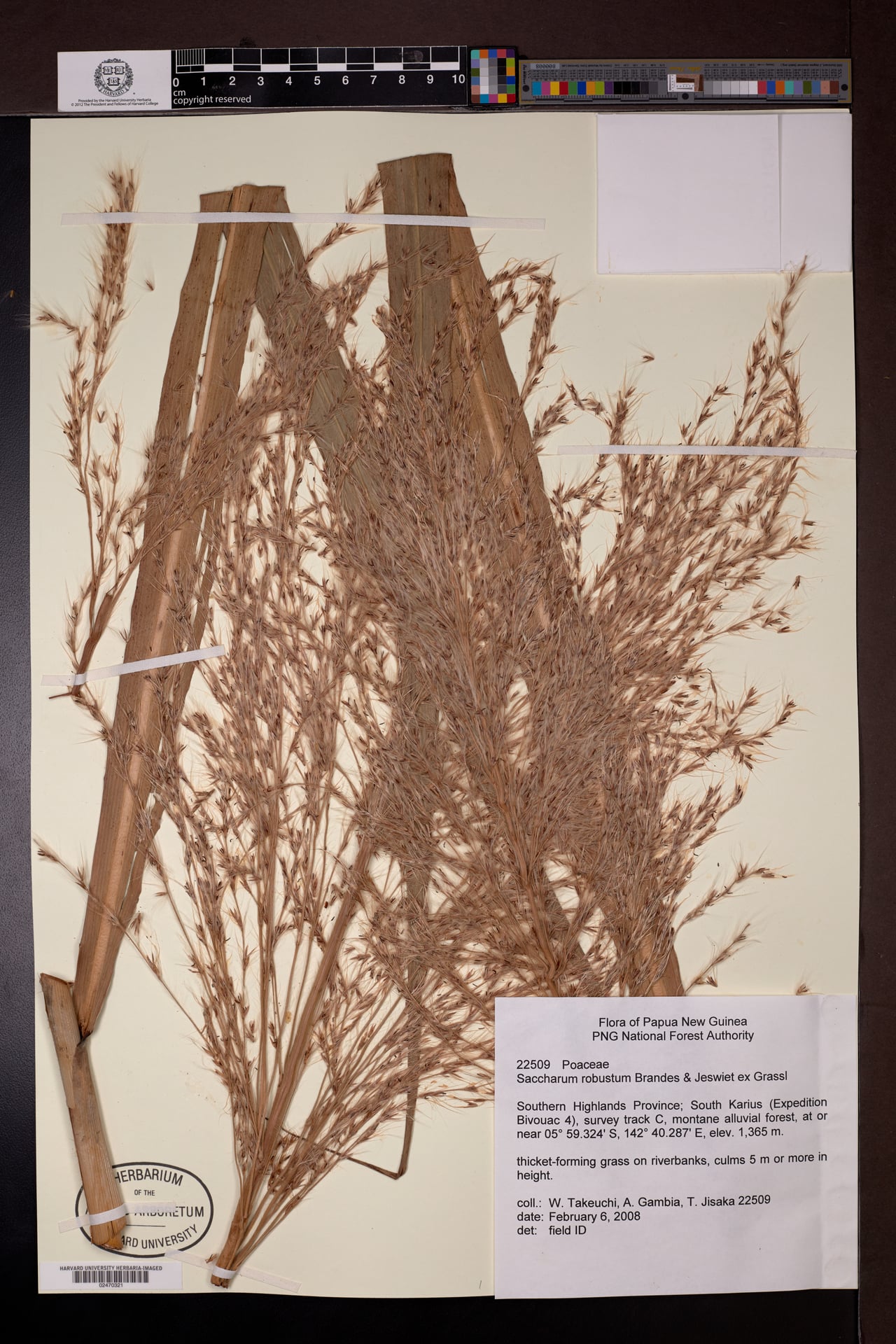 Saccharum robustum (Robust sugarcane) — photo