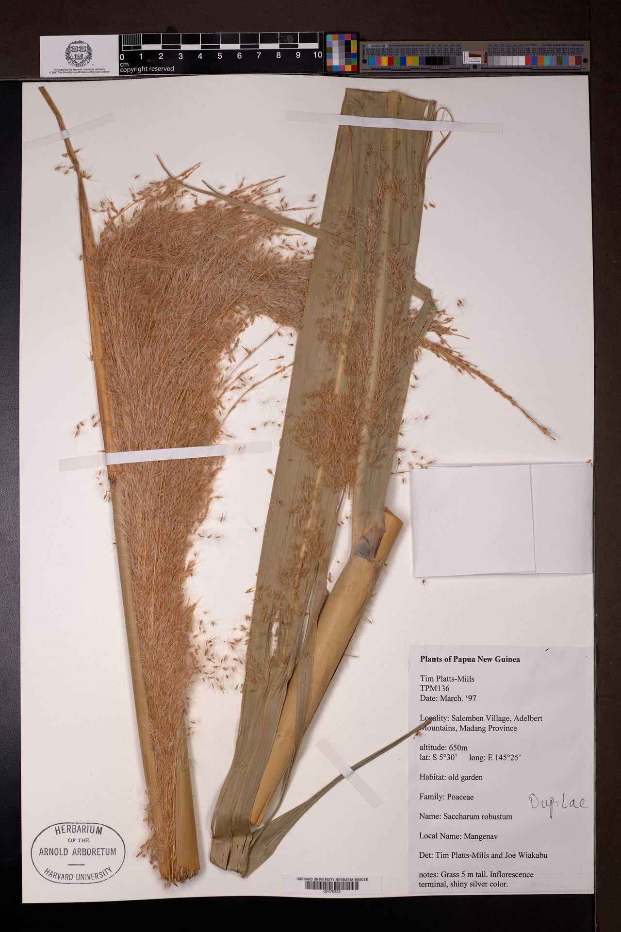 Saccharum robustum (Robust sugarcane) — photo