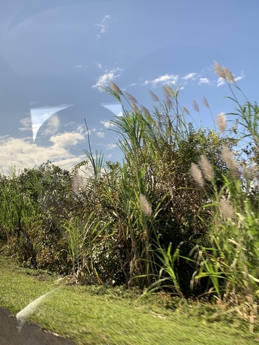 Saccharum sinense (Chinese cane) — photo