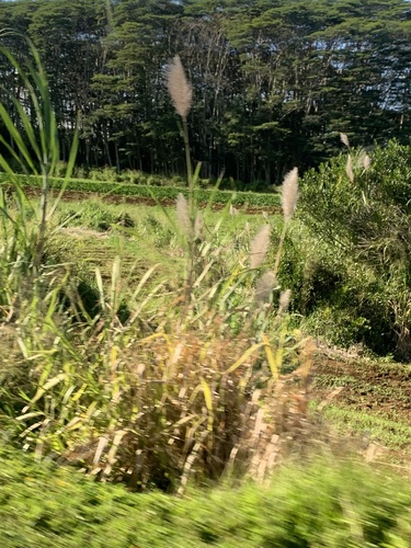 Saccharum sinense (Chinese cane) — photo