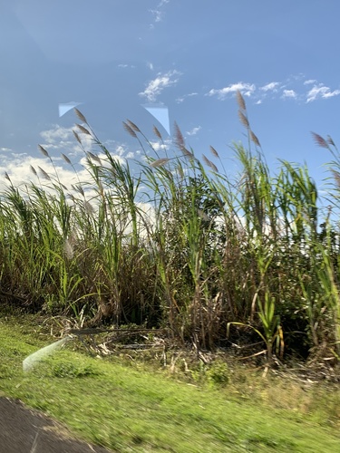 Saccharum sinense