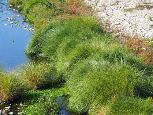 Saccharum spontaneum (Wild pitpit) — photo
