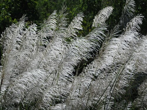 Saccharum spontaneum