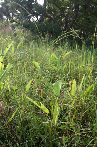 Sacciolepis africana (Urungwe swamp grass) — photo