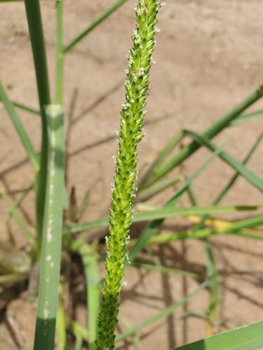 Sacciolepis africana (Urungwe swamp grass) — photo