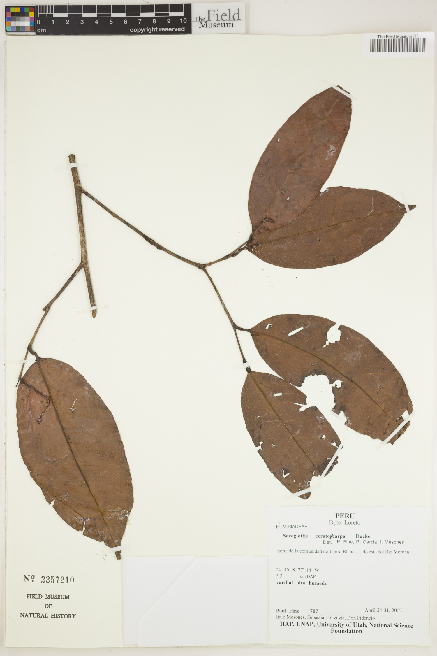 Sacoglottis ceratocarpa — photo