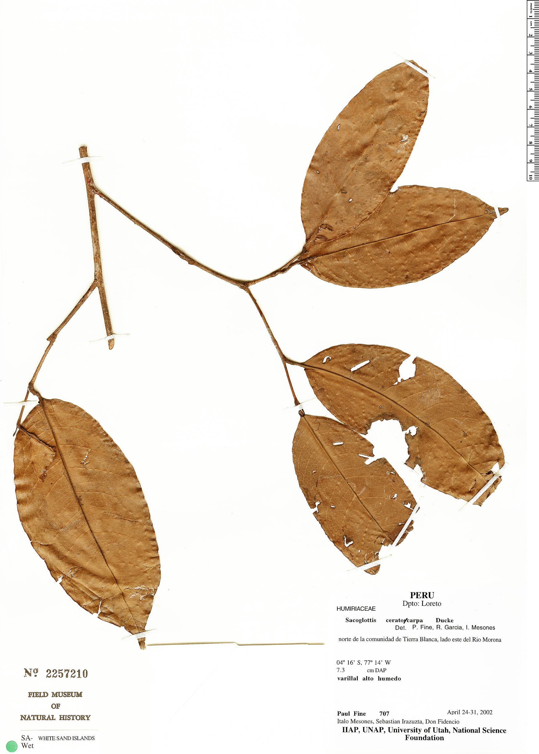 Sacoglottis ceratocarpa